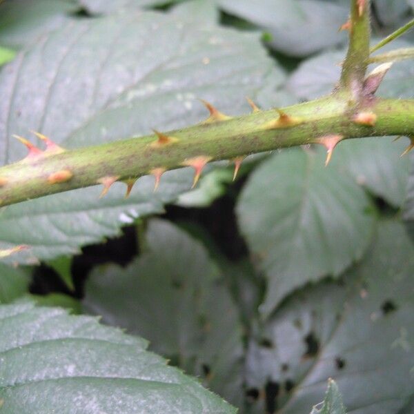 Rubus silvaticus Lubje