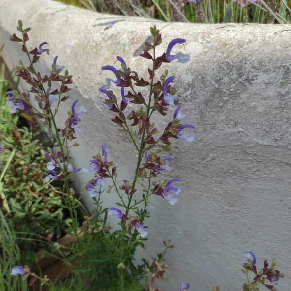 Salvia chamelaeagnea Flower