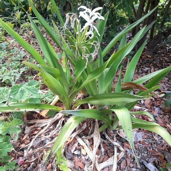 Crinum americanum Хабит