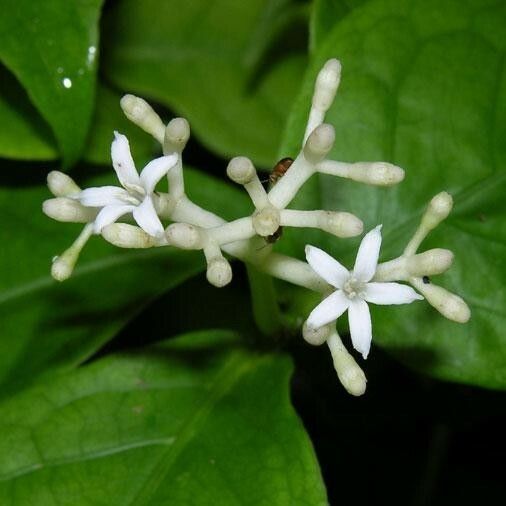 Rudgea cornifolia Кветка