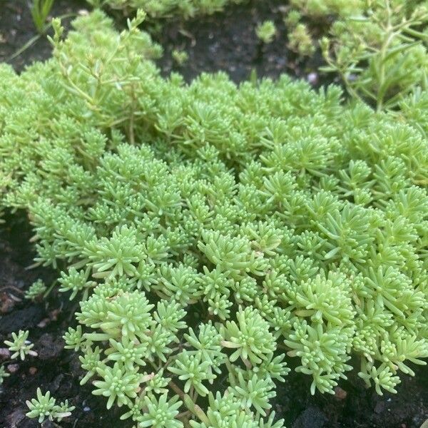 Sedum hispanicum ഇല