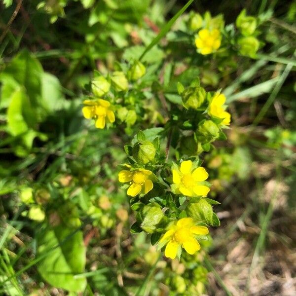 Potentilla norvegica Flower