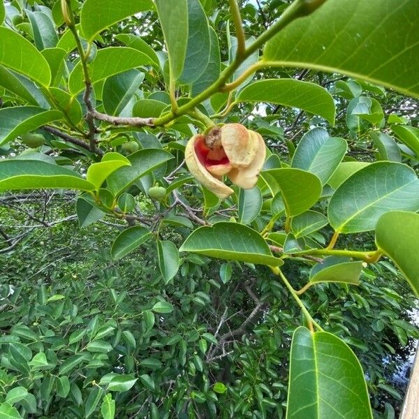 Annona glabra Flors