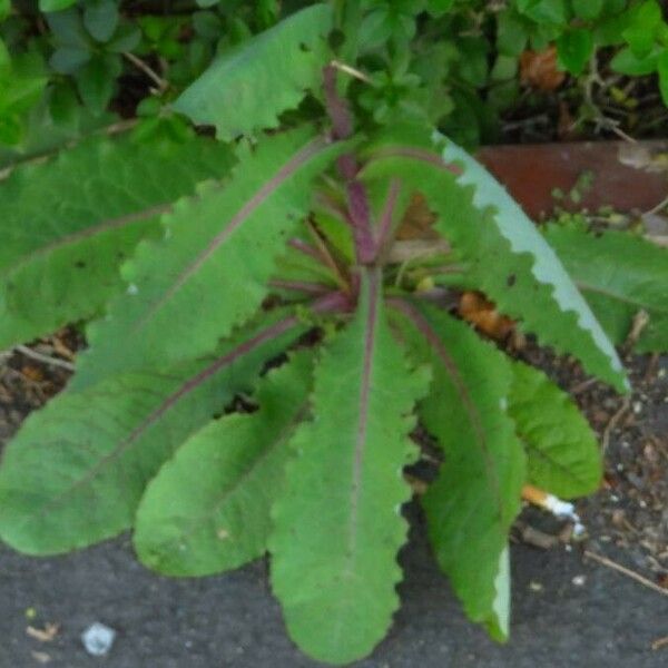 Lactuca virosa Leaf