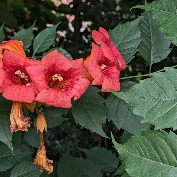 Campsis radicans Floare