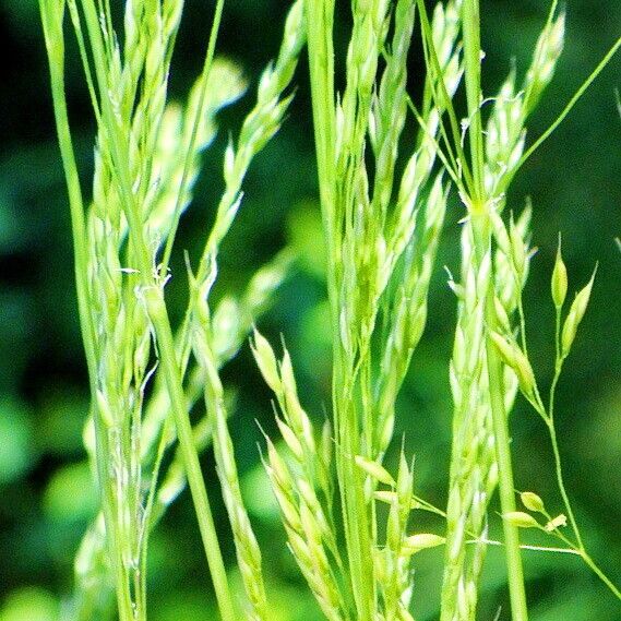 Agrostis canina Flor