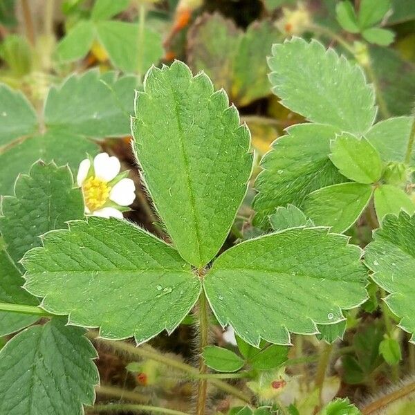 Potentilla sterilis Leaf