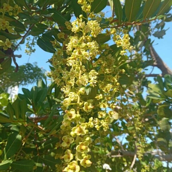 Cupaniopsis anacardioides Flors