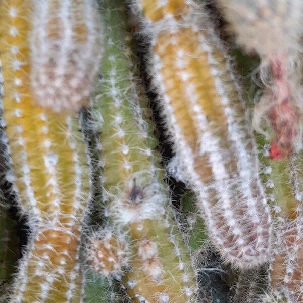 Chamaecereus silvestrii Leht