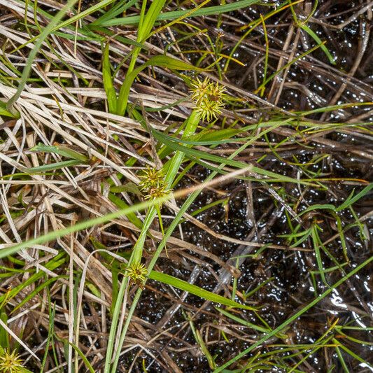 Carex oederi ഫലം