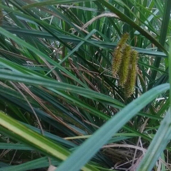Carex pseudocyperus Çiçek
