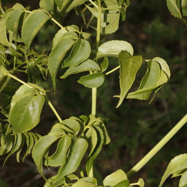 Aralia excelsa Leaf