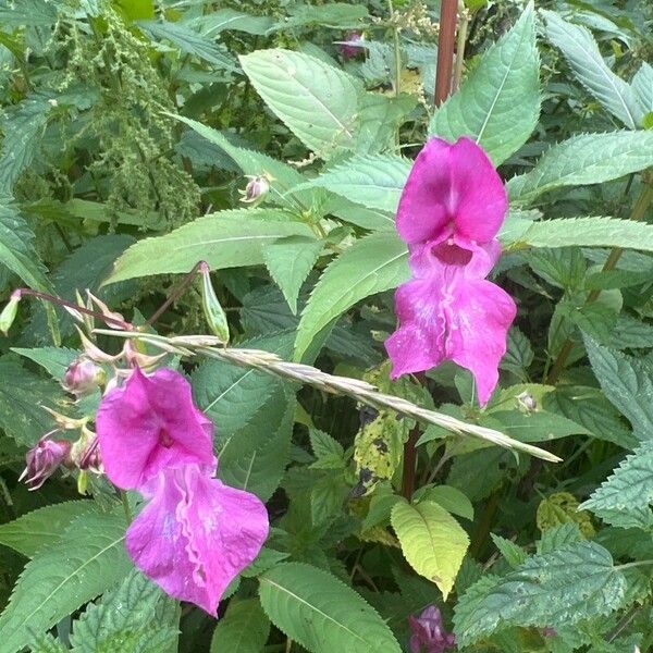 Impatiens glandulifera Õis