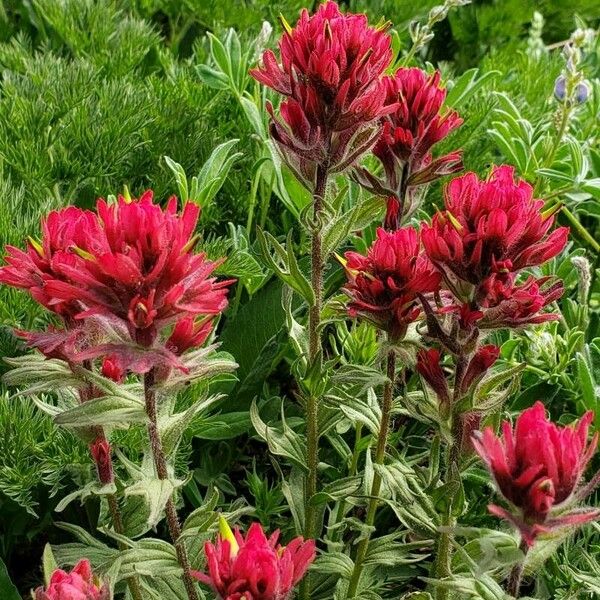 Castilleja parviflora 花