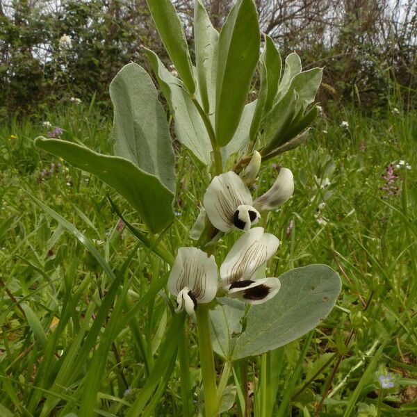 Vicia faba Habitus