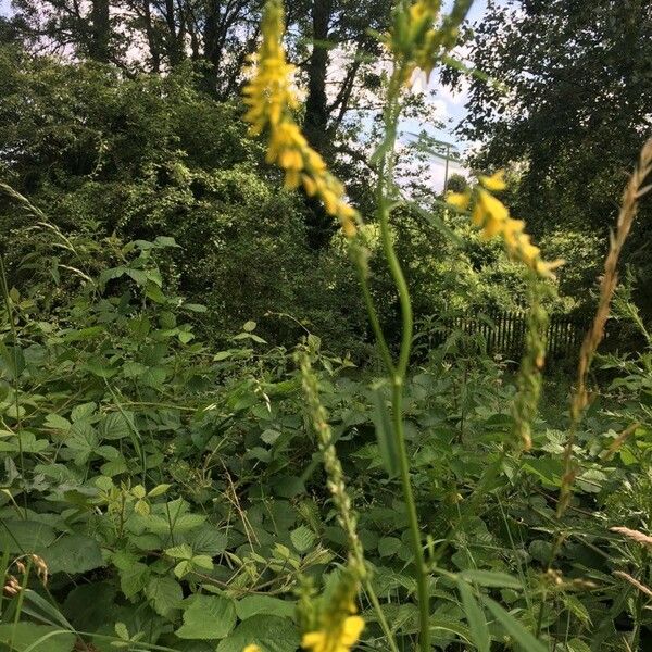 Melilotus officinalis Blüte