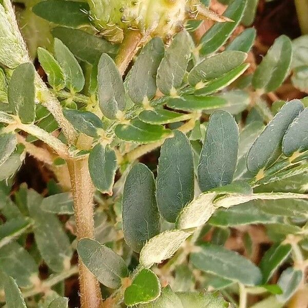 Tribulus terrestris Frukt