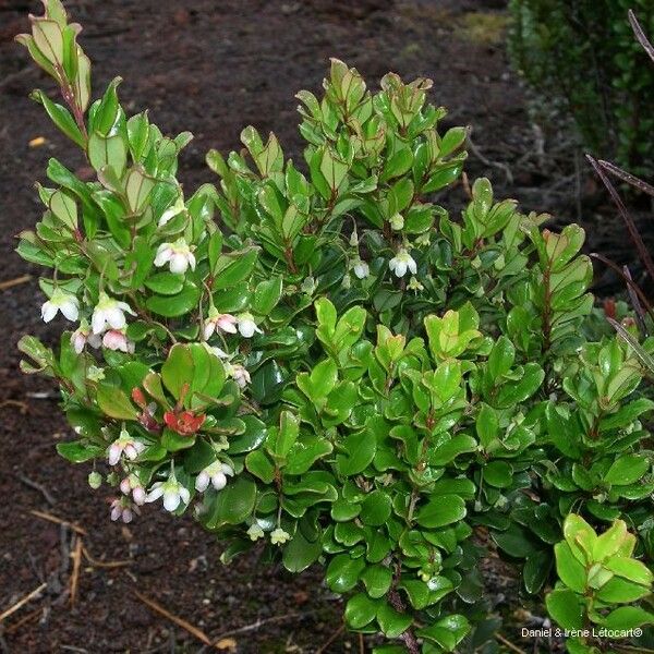 Uromyrtus emarginata Habit