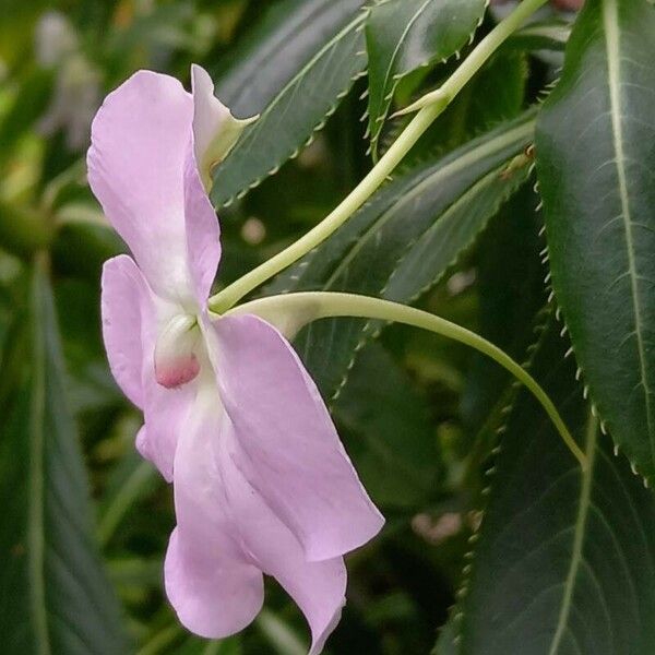 Impatiens sodenii फूल