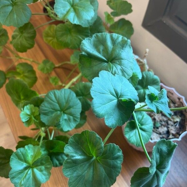 Pelargonium zonale Folio