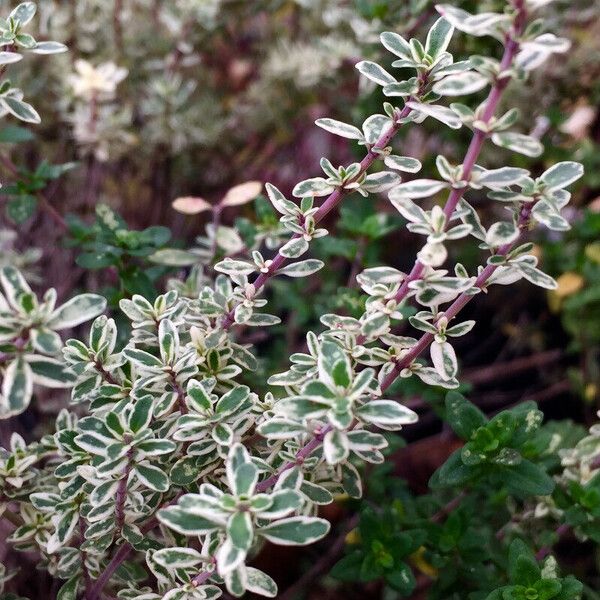 Euonymus fortunei Φύλλο