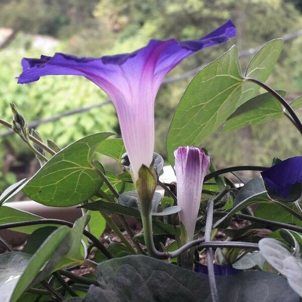 Ipomoea purpurea Cvet