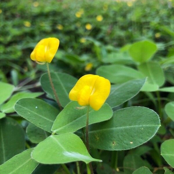 Arachis pintoi Blüte