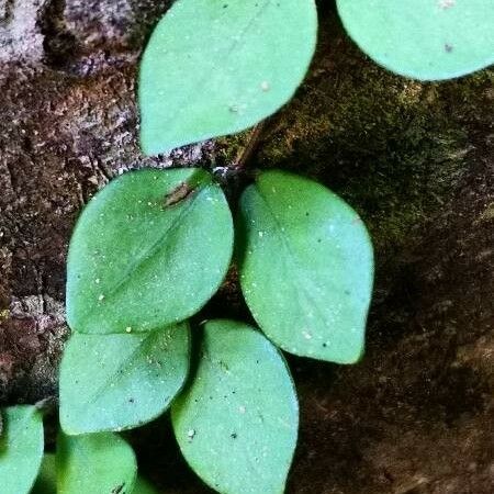 Ficus pumila Leaf