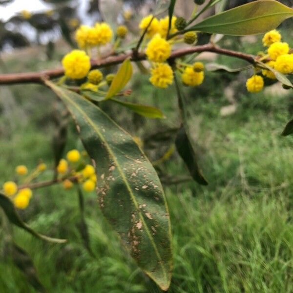 Acacia saligna Floare