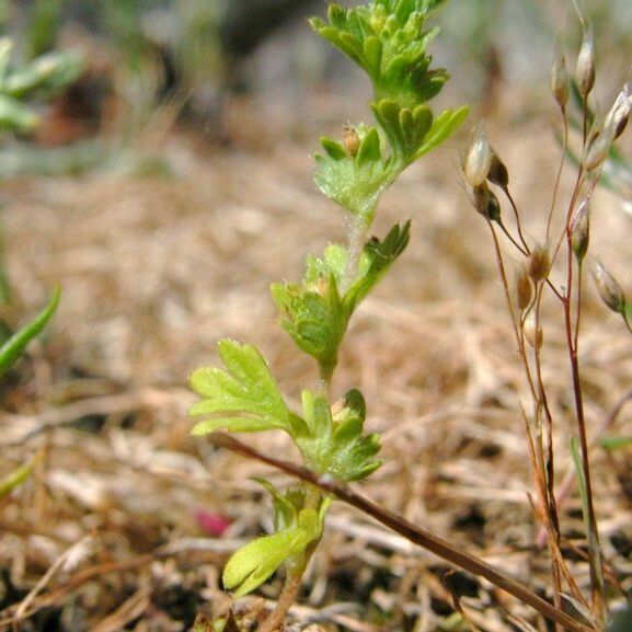 Alchemilla australis Vekstform