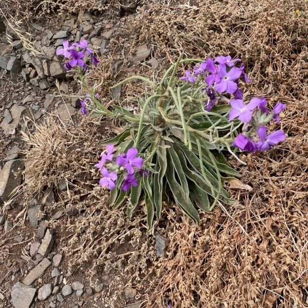 Matthiola maderensis Flower