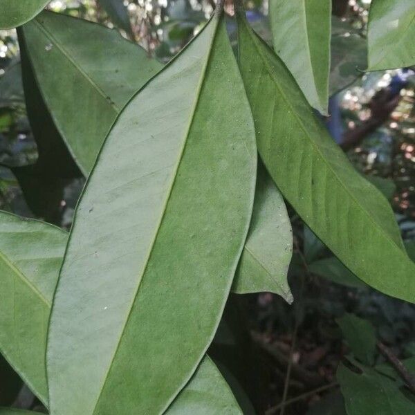 Garcinia kola Leaf