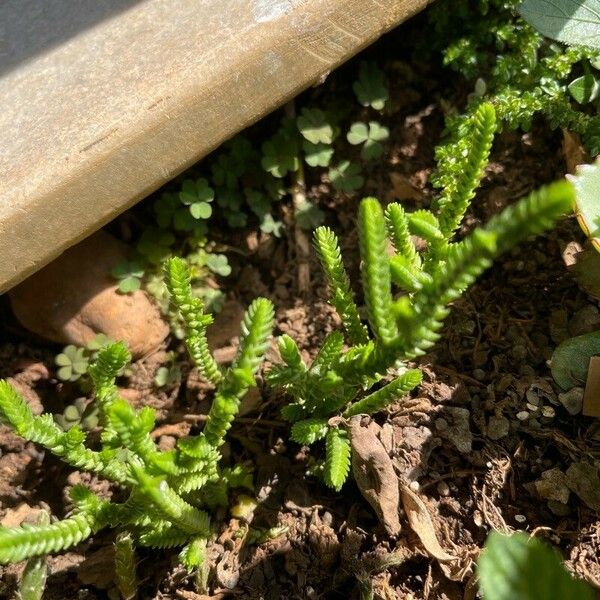 Crassula muscosa Листок