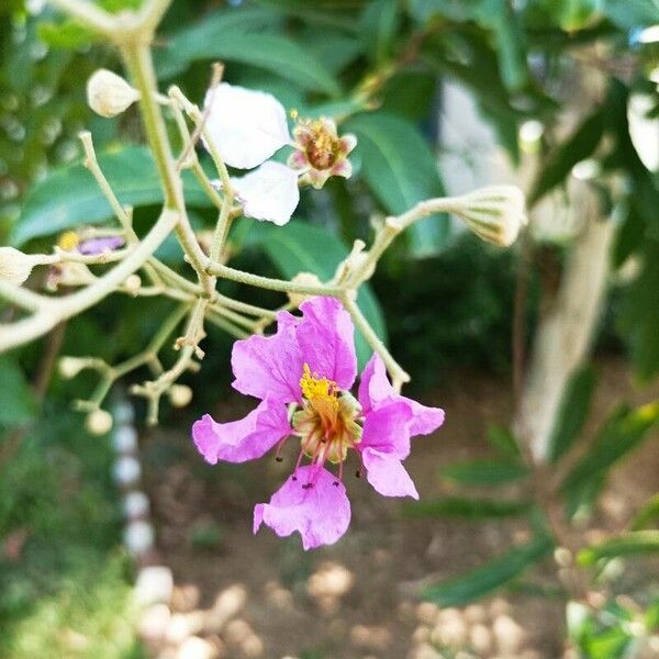 Lagerstroemia speciosa Flower