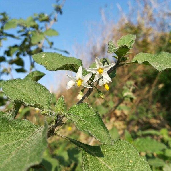 Solanum villosum Flower