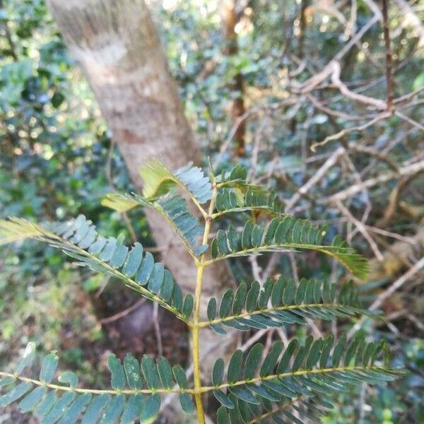 Acacia muricata Lehti