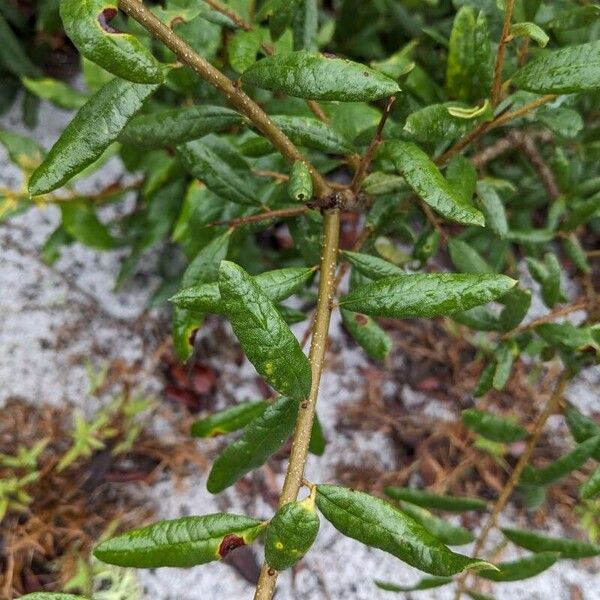 Quercus geminata Foglia