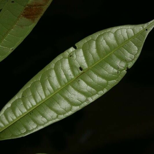 Vantanea parviflora 葉