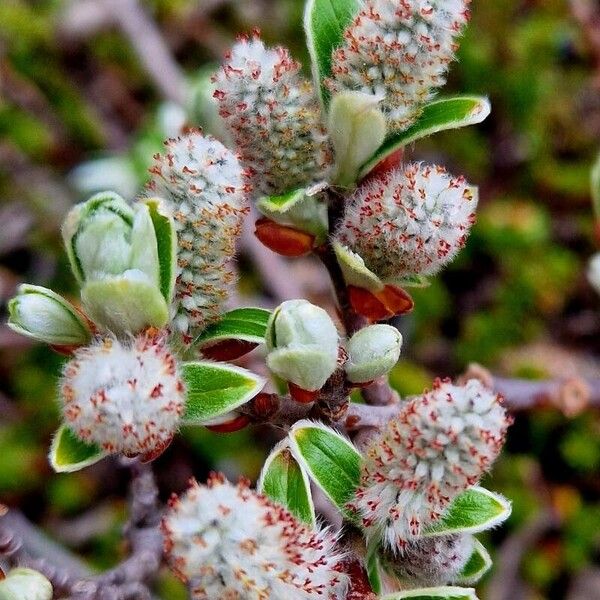 Salix helvetica Flor