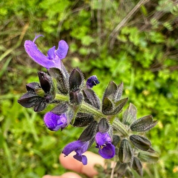 Salvia verbenaca Blomma