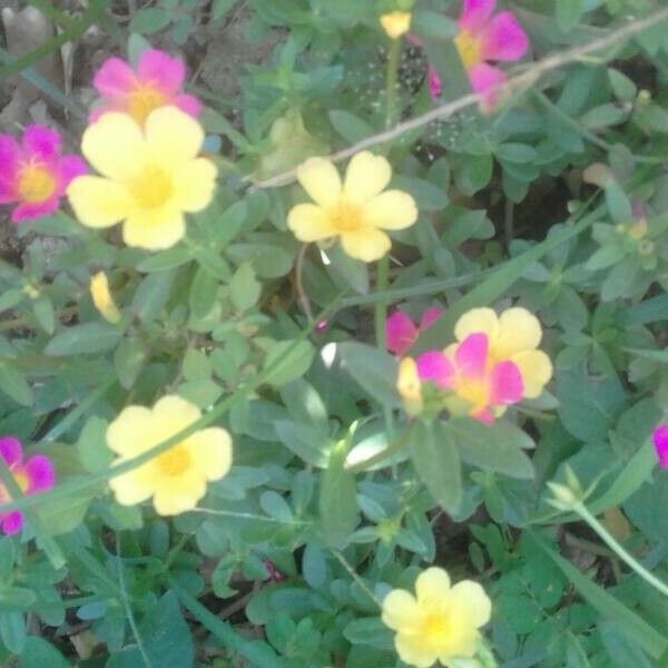 Portulaca umbraticola 花