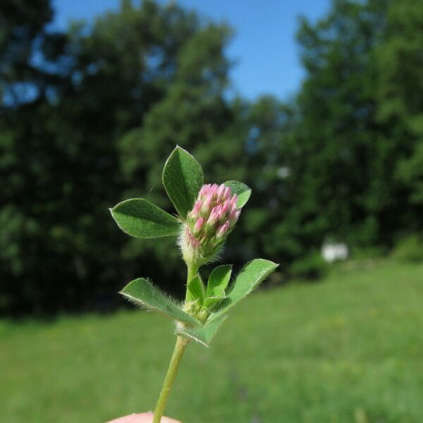 Trifolium striatum 花