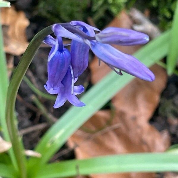 Hyacinthoides non-scripta ফুল