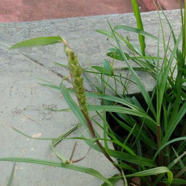 Cenchrus echinatus 果