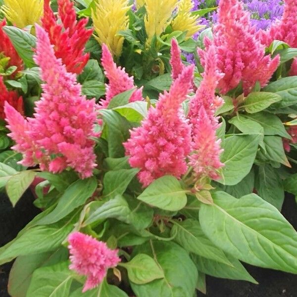 Celosia argentea Õis