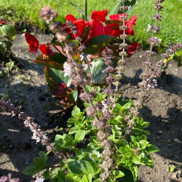 Ocimum kilimandscharicum Blüte