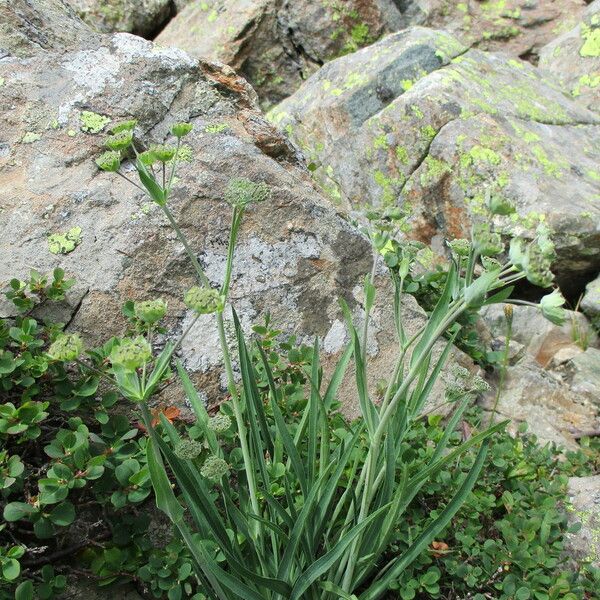 Bupleurum stellatum Цвят