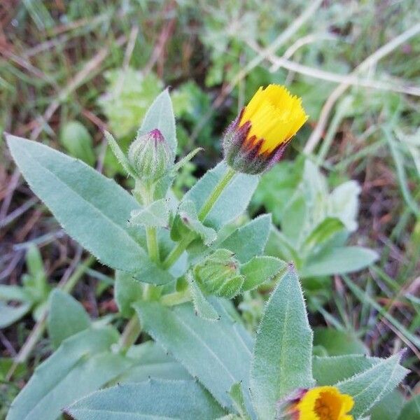 Calendula arvensis Floare