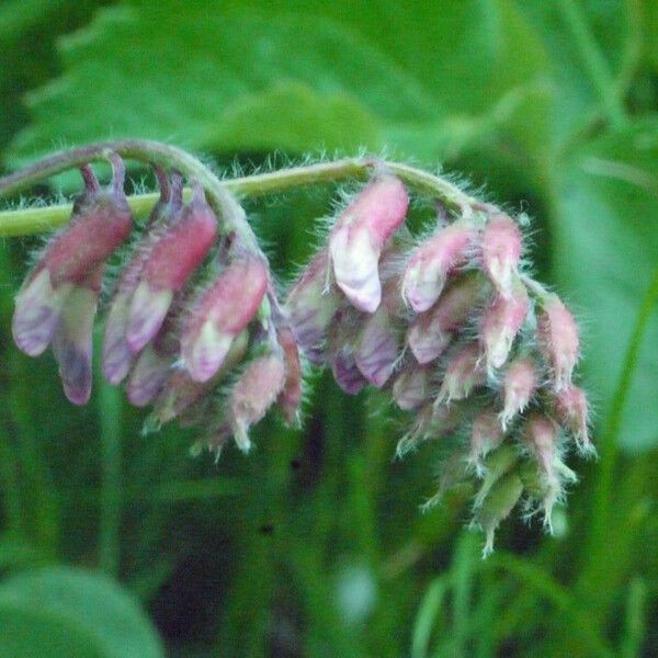 Vicia orobus Лист