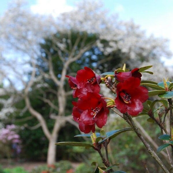 Rhododendron sanguineum Kwiat